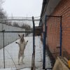 Гостинцы для   четвероногих друзей 