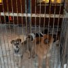 ПОДАРКИ ДЛЯ ПИТОМЦЕВ «РЖЕВКИ»