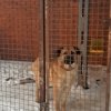 ПОДАРКИ ДЛЯ ПИТОМЦЕВ «РЖЕВКИ»